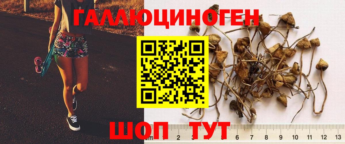 Пугачёв  Псилоцибиновые грибы Psilocybine cubensis  Псилоцибиновые грибы GOLDEN TEACHER  купить наркотик  Вход с VPN 